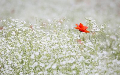 Breath connects